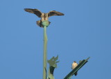 Peregrine Falcon balancing out