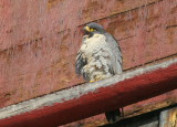 Peregrine Falcon, female on ledge calling to male