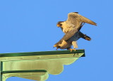 Peregrine Falcons in 9 second copulation mode