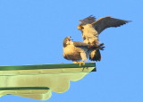 Peregrine Falcons in 9 second copulation mode