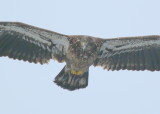 Blad Eagle, subadult