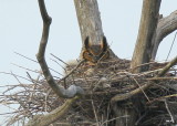 Great Horned Owl: Mother and owlet!
