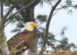 Bald Eagle, adult at nest