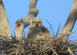 Great Horned Owl owlet (note ear tufts)