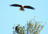 Bald Eagle, male landing