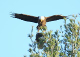 Bald Eagle, male touching down