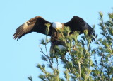 Bald Eagles