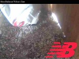 Peregrine Falcon banding: releasing chick in bag back into nest box
