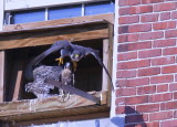 Peregrine chicks in nest box days away from fledging!