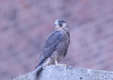 Peregrine Falcon fledgling (leg band 59/BD)