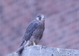 Peregrine Falcon fledgling (leg band 59/BD)