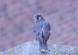 Peregrine Falcon fledgling (leg band 59/BD)