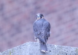 Peregrine Falcon fledgling (leg band 59/BD)