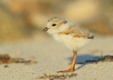 Piping Plover chick; 4 days old!