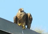 Peregrine Falcon juvenile, leg bands: 59/BD