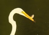 Great Egret