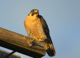 Peregrine Falcon, adult female (leg bands V/5)
