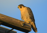 Peregrine Falcon, adult female (leg bands V/5)