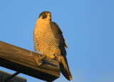 Peregrine Falcon, adult female (leg bands V/5)