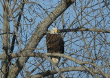 Bald Eagle, adult