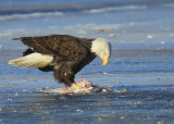 Bald Eagle, adult with transmitter and antenna