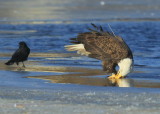 Bald Eagle, adult with transmitter and antenna