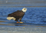 Bald Eagle, adult with transmitter and antenna