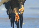 Bald Eagle, adult with leg band