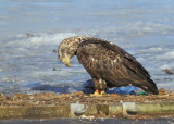 Bald Eagle, leg band P/7 (2.5 yrs old)