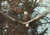 Bald Eagle, adult with transmitter and antenna (leg band)