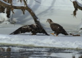 Bald Eagle subadults in food fight!