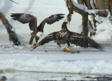 Bald Eagles: adult joins subadults in food fight!