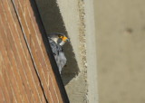 Peregrine Falcon, perched south side of tower