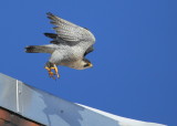 Peregrine Falcon, male taking off, (leg band 6/4)