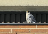 Peregrine Falcon, male back to perch