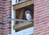 Peregrine Falcon adult