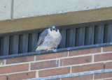 Peregrine Falcon, female calling the male