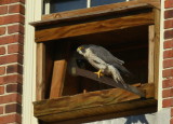 Peregrine Falcon, female awaiting male, courtship mode