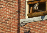 Peregrine Falcons, male departing