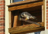 Peregrine Falcon, female wondering where he went!