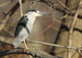 Black-crowned Night Heron