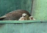 Peregrine Falcon, female with hatchlings