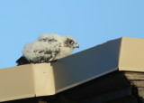 Peregrine Falcon chick on the move!