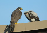 Peregrine Falcon chick begging Cmon Mom!
