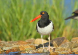 American Oystercatcher