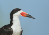 Black Skimmer, adult