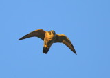 Pergrine Falcon