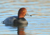 Redhead Duck, adult male