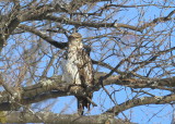 Bald Eagle, second year