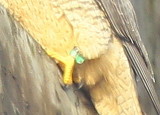 Peregrine Falcon,female (leg bands 79/BA)